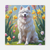 サモエド犬の春の花の絵 マグネット (正面)