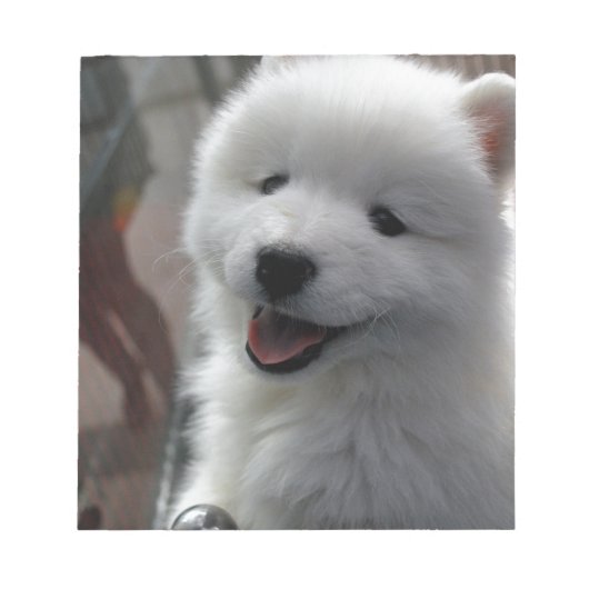 サモエド犬 ノートパッド (正面)
