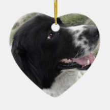 サラのブルガリアの羊飼い犬