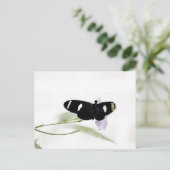 サラはがき ポストカード (スタンド正面)