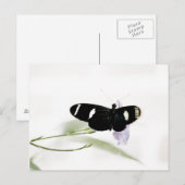 サラはがき ポストカード (正面/裏面)