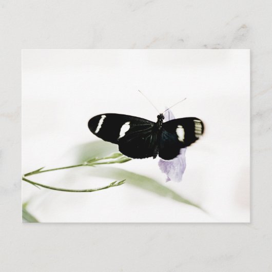 サラはがき ポストカード (正面)