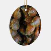 サラク[スネークフルーツ] セラミックオーナメント (右)