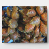 サラク[スネークフルーツ] フォトプラーク (正面)