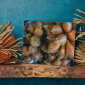 サラク[スネークフルーツ] フォトプラーク (側面)