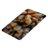 サラク[スネークフルーツ] マグネット (左側)