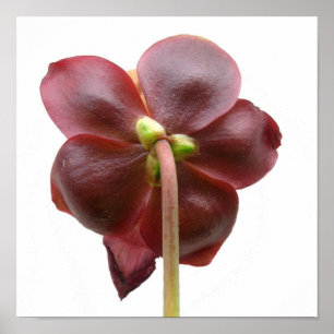 サラセニアのpurpureaの嚢状葉植物の花 ポスター