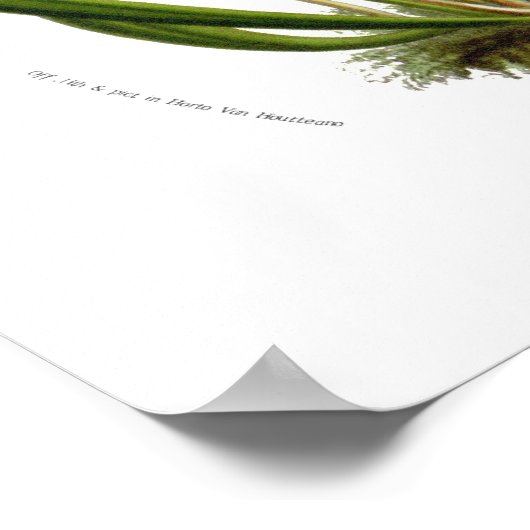 サラセニア ポスター (角)