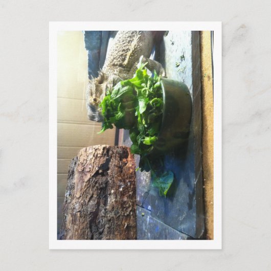 サラダを楽しむひげのドラゴン ポストカード (正面)