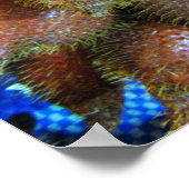 サラック [スネークフルーツ] ポスター (角)