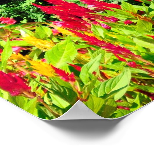 サラトガの象徴的なトラバーズステークスの芝生のジョッキー ポスター (角)