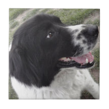 サラブルガリアの羊飼い犬