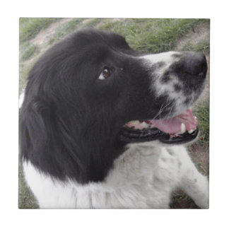 サラブルガリアの羊飼い犬 タイル