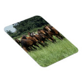 サラブレッドの若者 マグネット (右側)