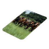 サラブレッドの若者 マグネット (左側)