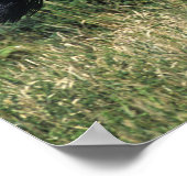 サラブレッドランニングホースの芝生 ポスター (角)