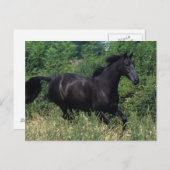 サラブレッドランニングホースの芝生 ポストカード (正面/裏面)