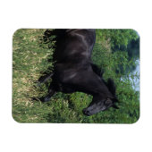 サラブレッドランニングホースの芝生 マグネット (横)