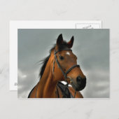 サラブレッド湾のポートレート ポストカード (正面/裏面)