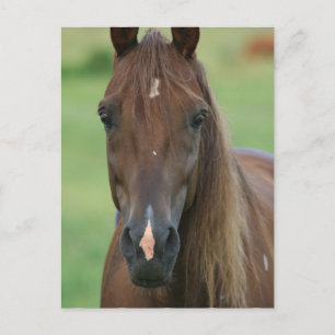サラブレッド競走馬のポストカード ポストカード