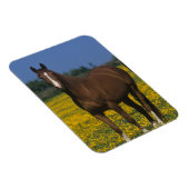 サラブレッド馬のグループ マグネット (右側)