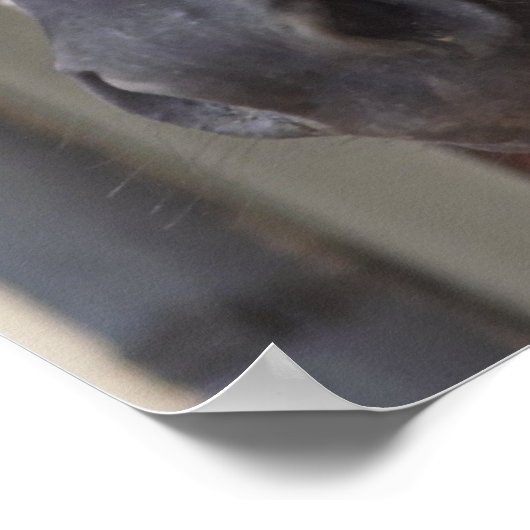 サラブレッド・フリシアの馬のポスター ポスター (角)