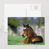 サラブレッド・ホース |アイルランド ポストカード (正面/裏面)