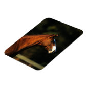 サラブレッド・ホース・ヘッドショット マグネット (左側)