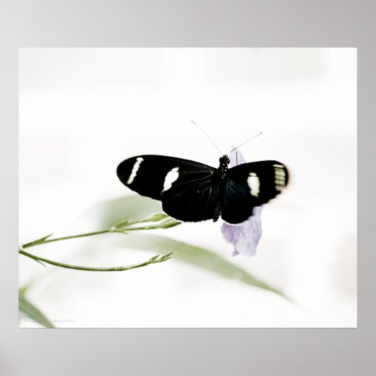 サラプリント ポスター (正面)