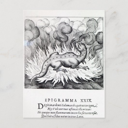 サラマンダーが火の中に住むにつれて ポストカード (正面)