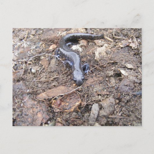 サラマンダーポストカード ポストカード (正面)