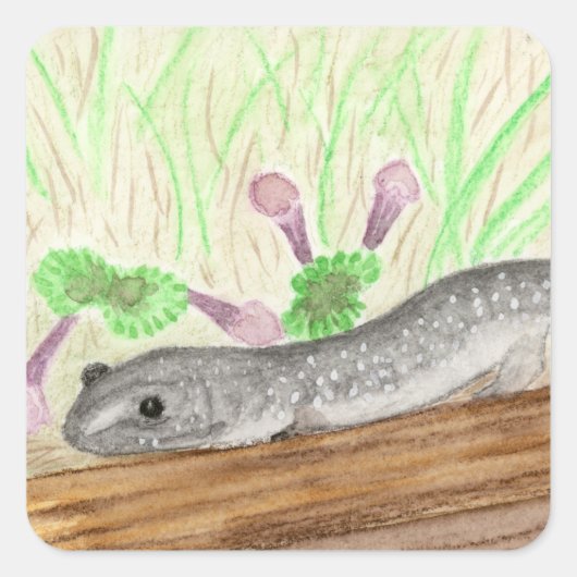 サラマンダー スクエアシール (正面)