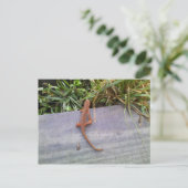 サラマンダー ポストカード (スタンド正面)