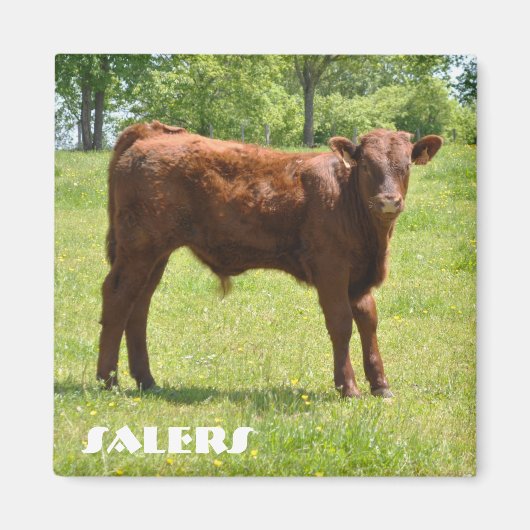 サラーカーフ磁石 マグネット (正面)