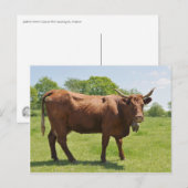 サラーズカウハガキ ポストカード (正面/裏面)