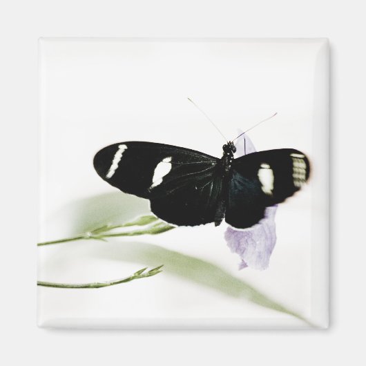 サラ磁石 マグネット (正面)