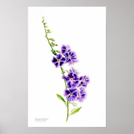 サラ・トレットによるパープルスカイフラワーの植物画 ポスター
