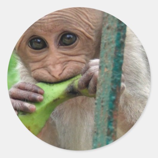 サルおもしろい写真シール ラウンドシール (正面)