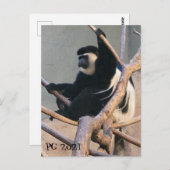 サルさん ポストカード (正面/裏面)