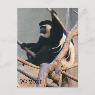 サルさん ポストカード