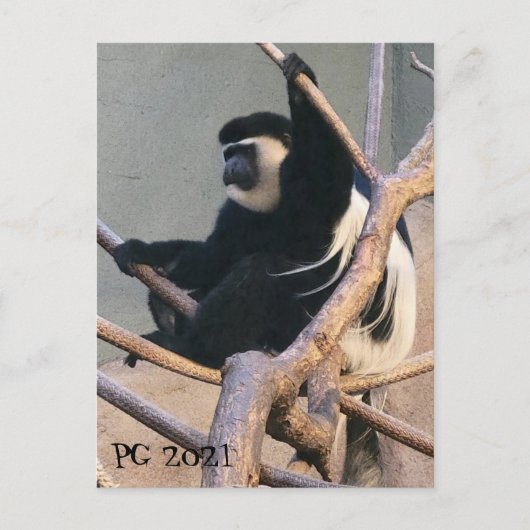 サルさん ポストカード (正面)