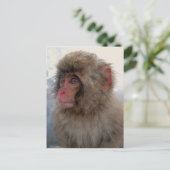 サルのはがき ポストカード (スタンド正面)