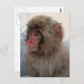 サルのはがき ポストカード (正面/裏面)
