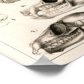 サルのスカルこうもり獣医解剖学プリント ポスター (角)