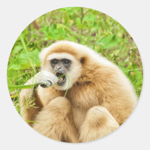 サルの動物の写真 ラウンドシール