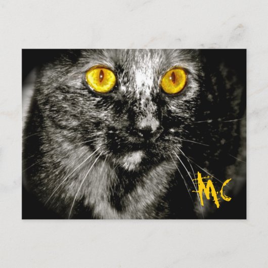 サルの猫はがき ポストカード (正面)