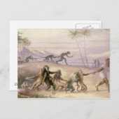 サルの行儀とカスタム ポストカード (正面/裏面)