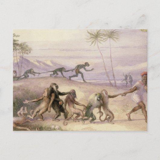 サルの行儀とカスタム ポストカード (正面)