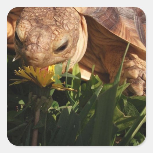 サルカガメがタンポポに草を食べる スクエアシール (正面)
