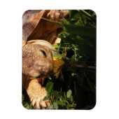 サルカガメがタンポポに草を食べる マグネット (縦)